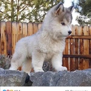 Meet your Posher, John w